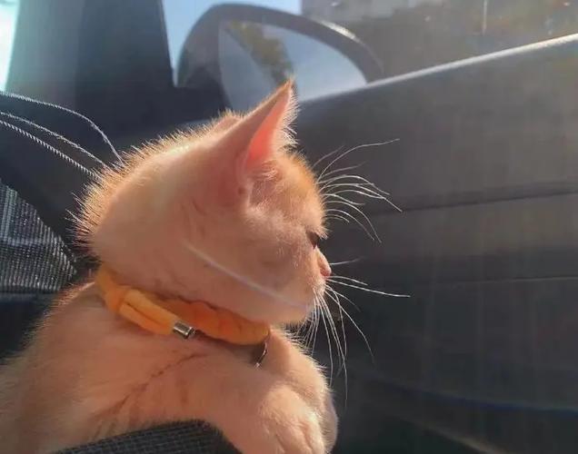 如何带着小猫去旅行