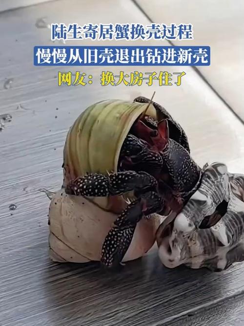 小天才手表可以换壳吗