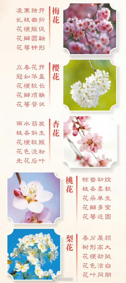 识别花