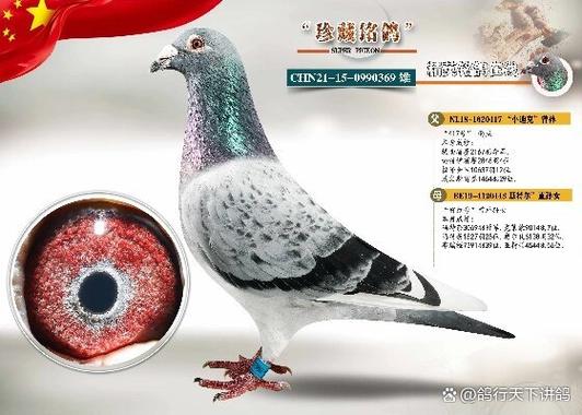 赛鸽电话24小时人工服务