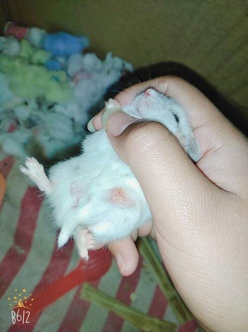仓鼠肚子一侧肿大鼓了出来