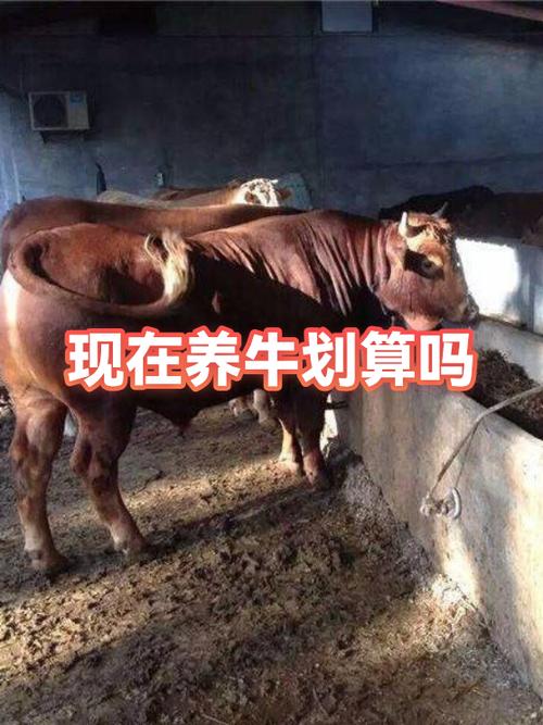 现在养牛可以吗截图