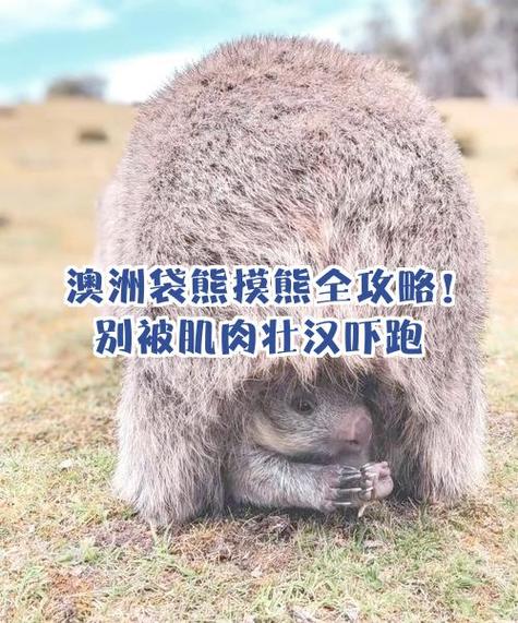 袋熊能摸吗截图