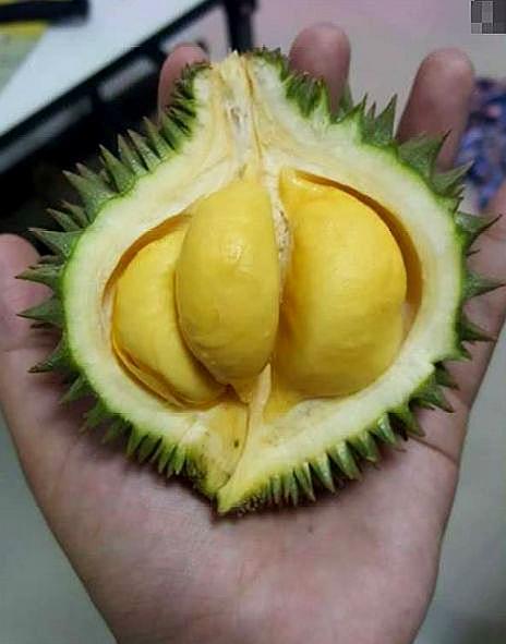 小的榴莲