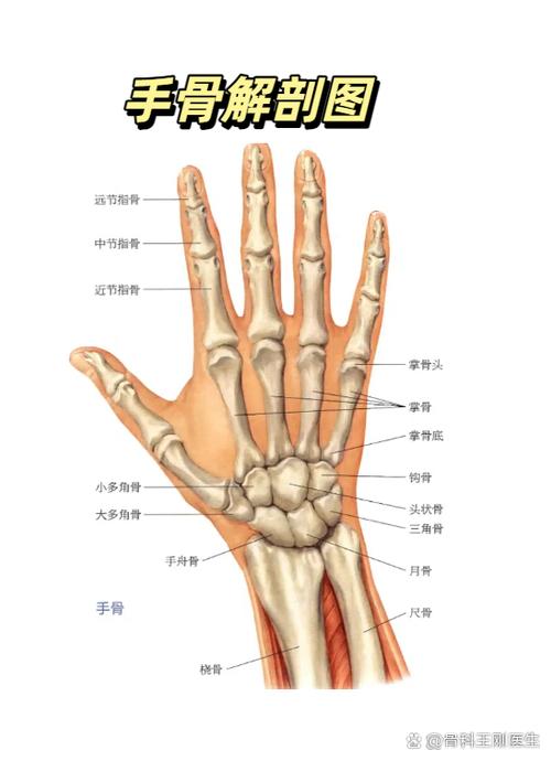 整个手的部位图解