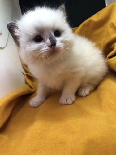 品相不好的布偶猫图片图标