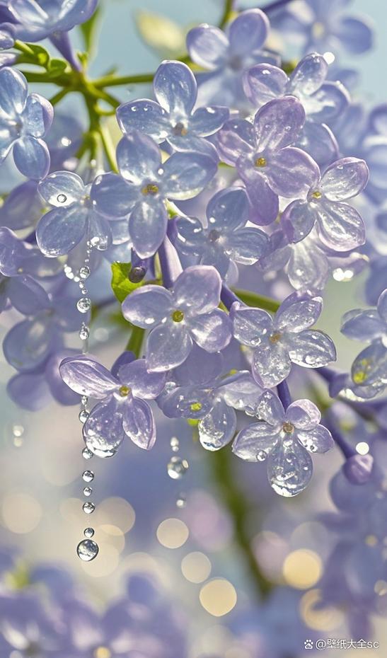 丁香花缩略图