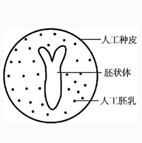 人工种子的定义截图