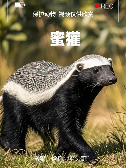 蜜獾又叫什么缩略图