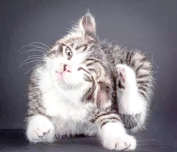 猫咪时不时甩头