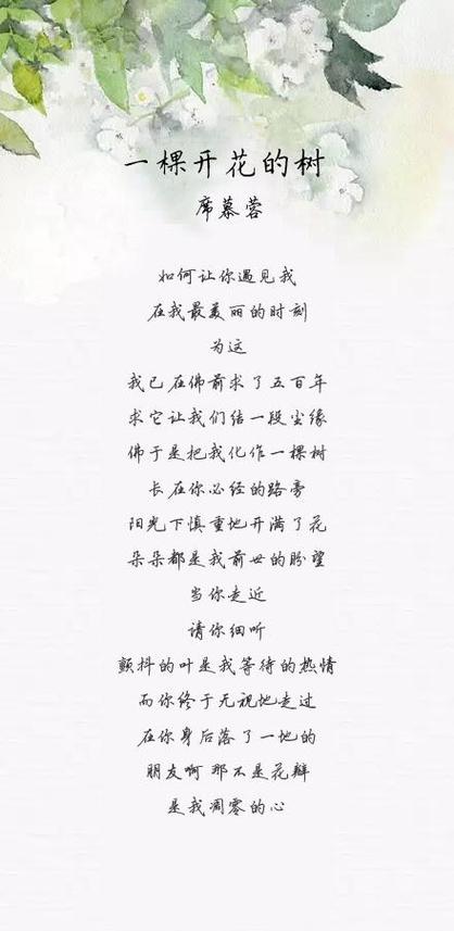 席慕容的《一棵开花的树》