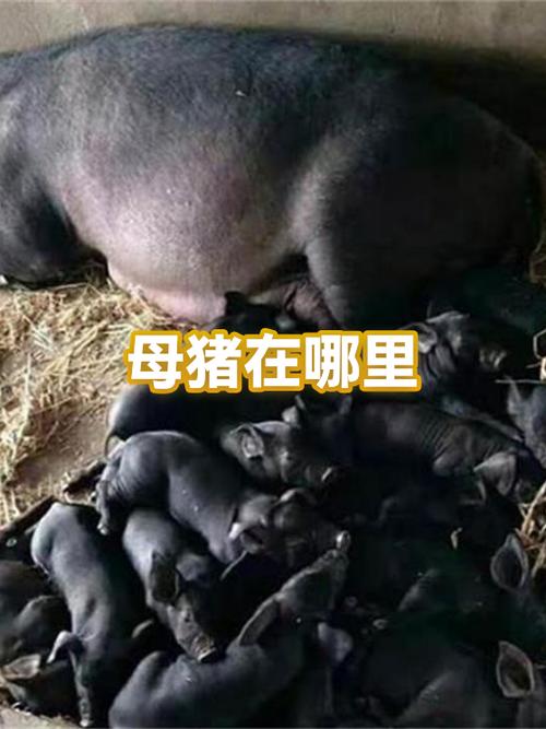 农场主割野猪蛋视频缩略图