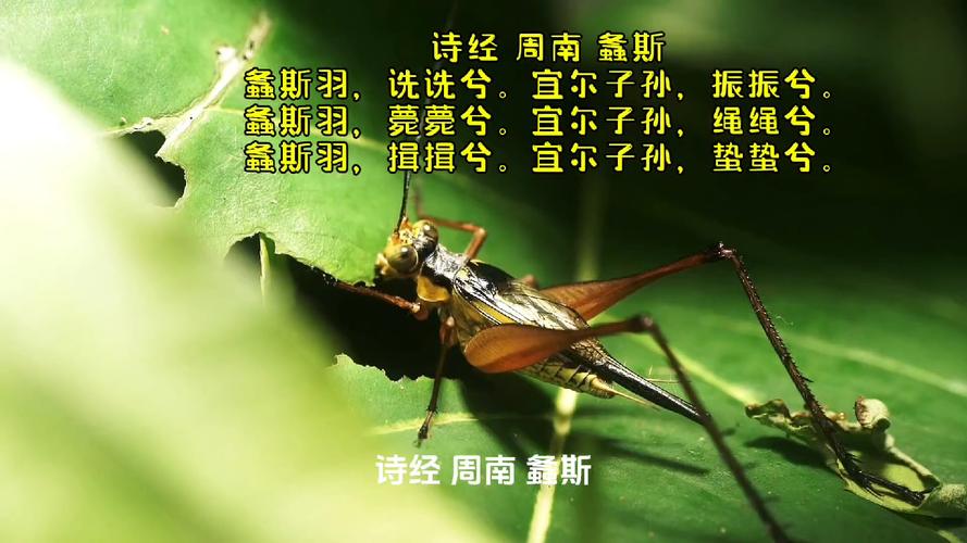 螽斯的小说