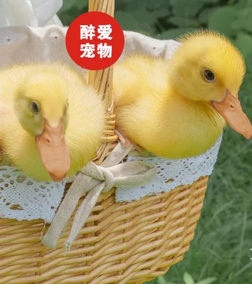 宠物小黄鸭和普通鸭子有什么不同