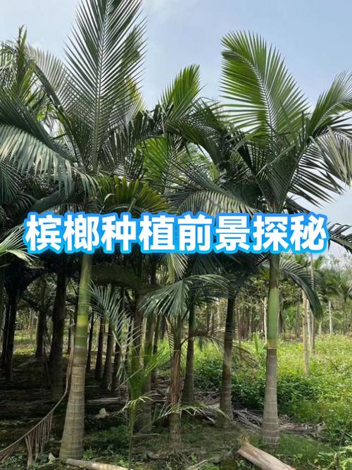 槟榔未来有发展前景吗
