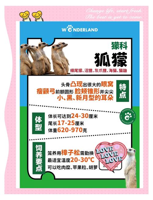 狐獴会攻击熟睡的人吗