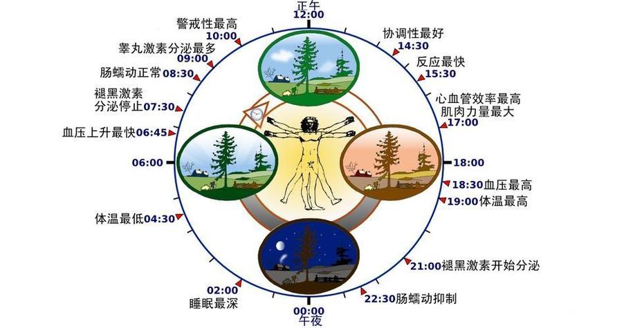 人体时钟与健康