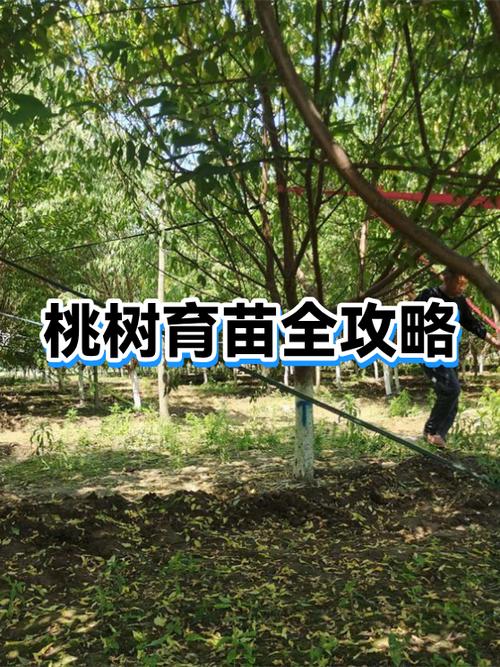 桃树种子育苗方法全过程
