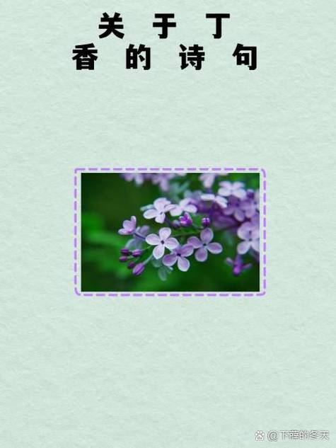 丁香花最浪漫诗句