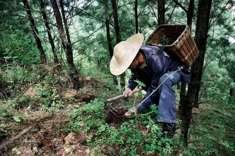 大山里的采药人
