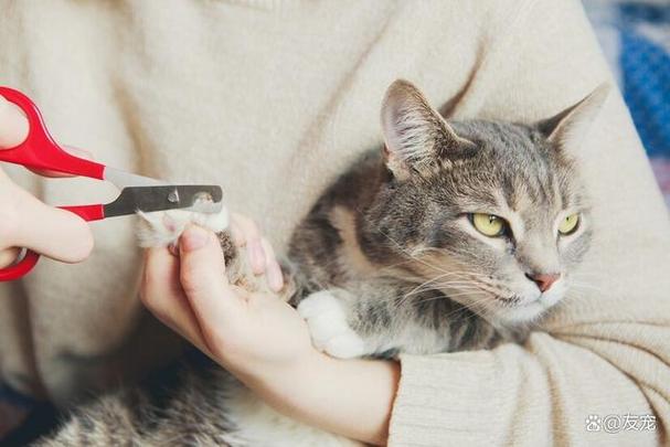 猫指甲前后都要剪吗