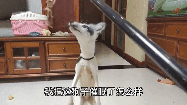 催眠母狗眼神呆滞听话视频
