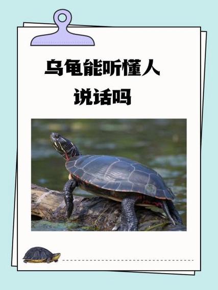 乌龟语言交流器