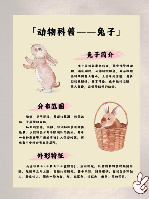 兔子名字来历