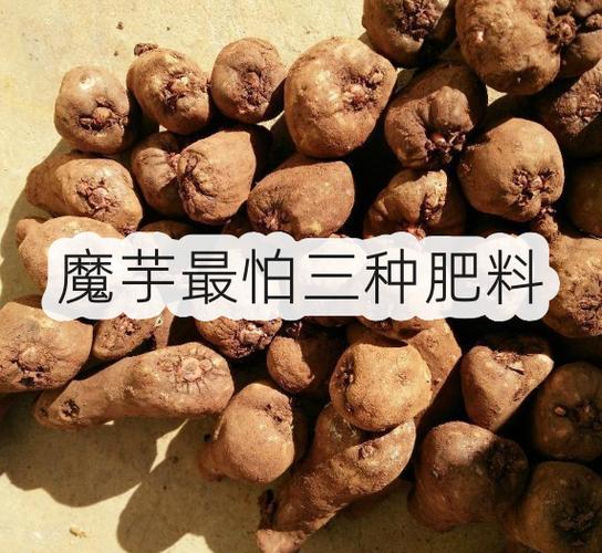 魔芋最爱三种肥料截图