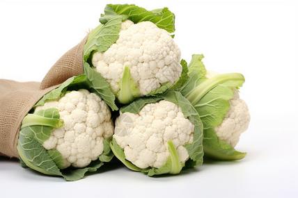 小菜花下载