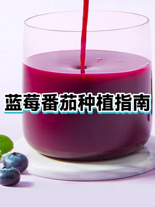蓝莓番茄能长多高