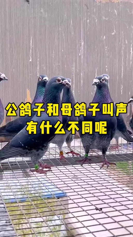 鸽子讲解视频大全游戏截图
