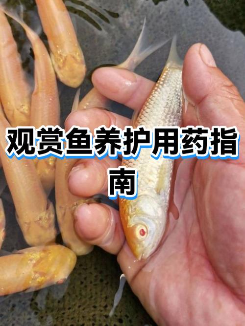 如何养好观赏鱼缩略图