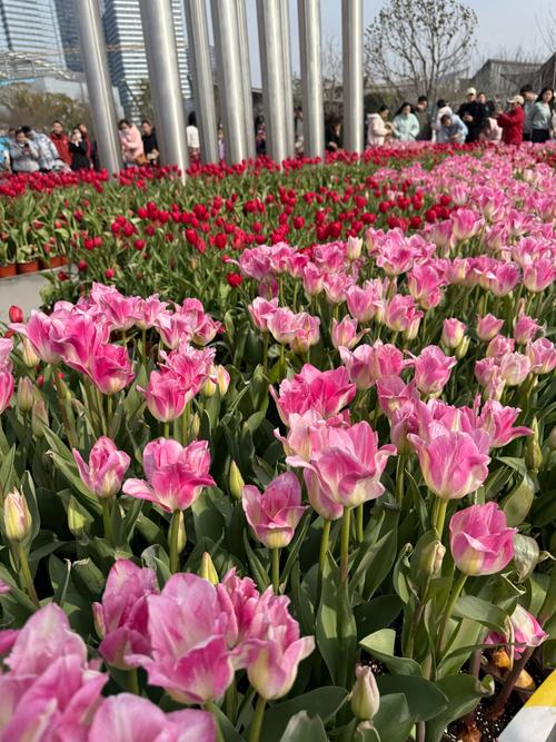 苏州小数花花图标