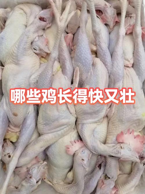 鸡吃什么长得快缩略图