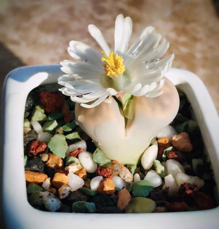 屁股开花是什么意思啊