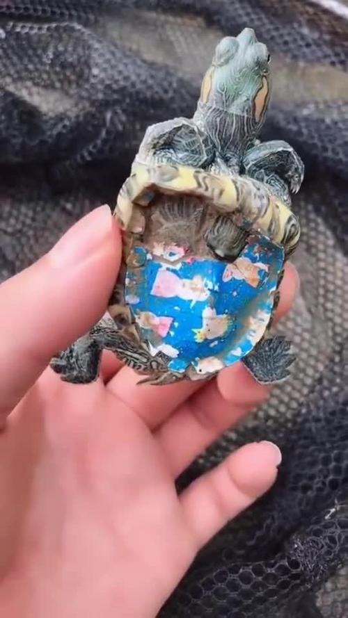 乌龟壳上贴广告是什么意思