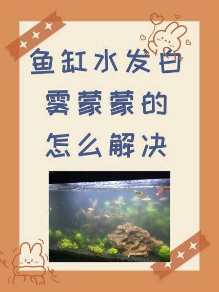 鱼缸水发白雾蒙蒙的怎么处理