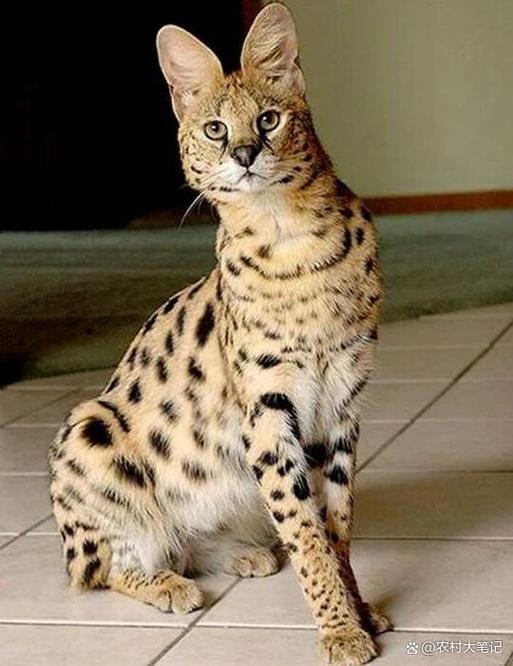 中国最贵猫第一名