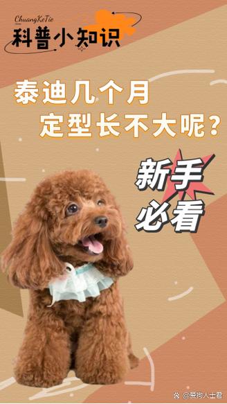 泰迪母狗名字幸运