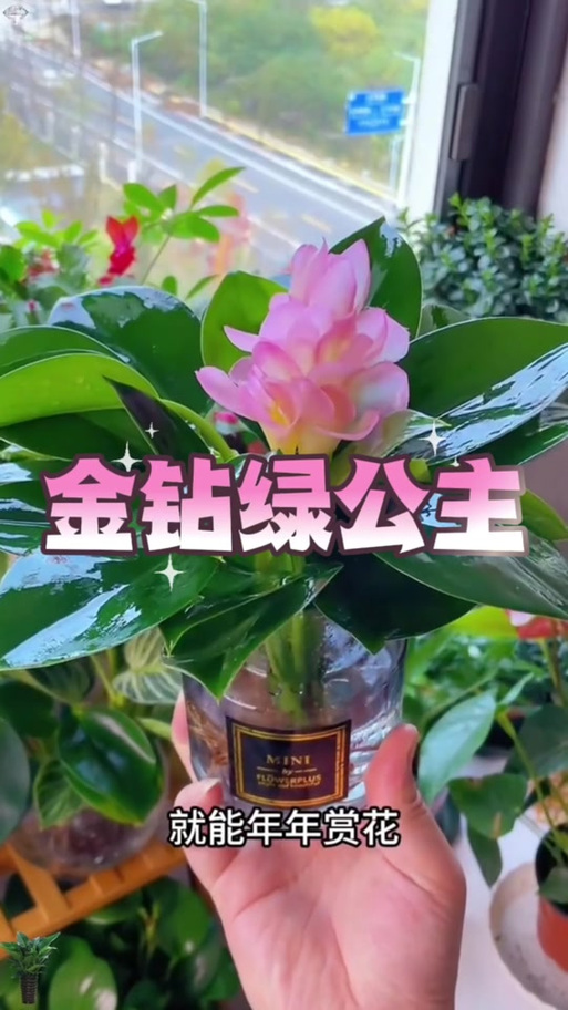 轻歌花刷新时间插件