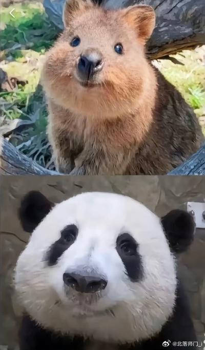 女朋友叫我猪大宝