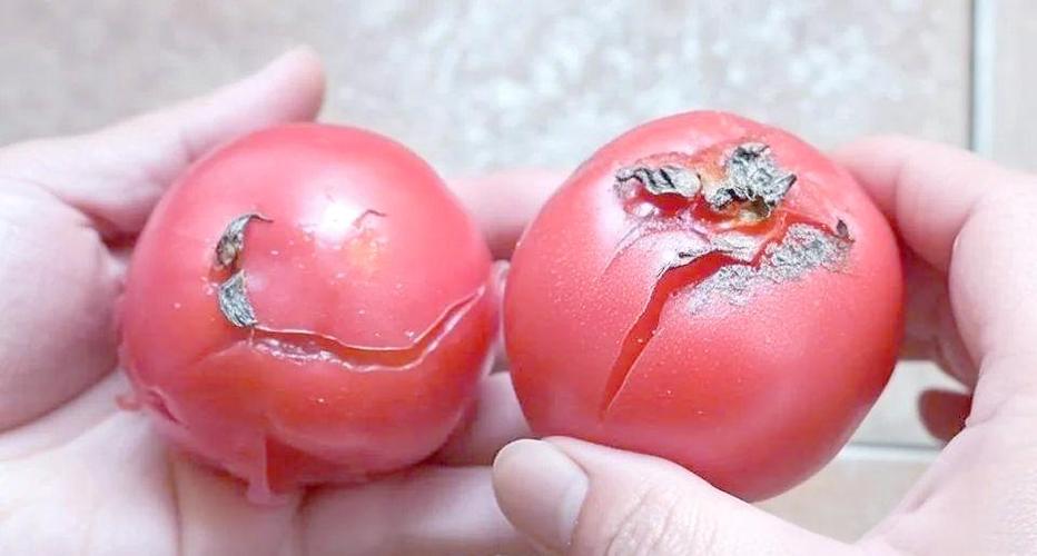 蕃茄坏了一半还能吃吗