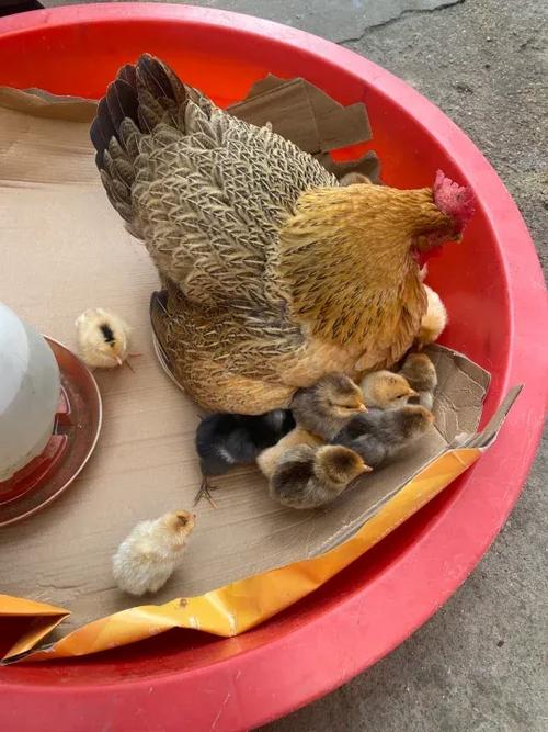 小鸡不想养了去哪放生
