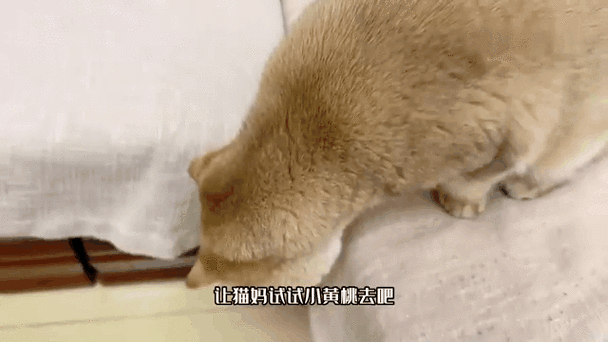 神戳戳的苏神动态内容