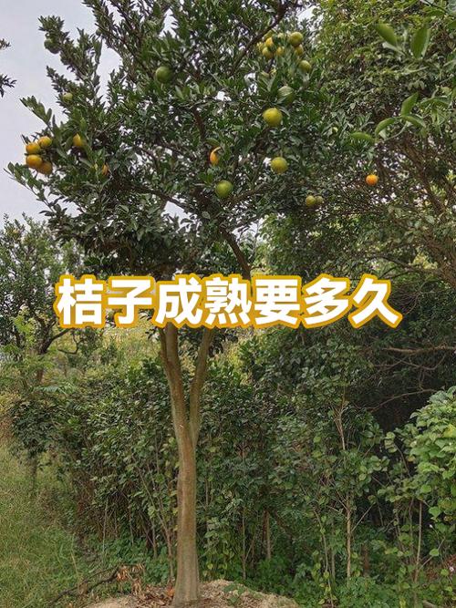 桔子保存6个月方法