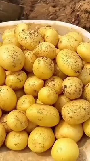 小土豆迷你马铃薯