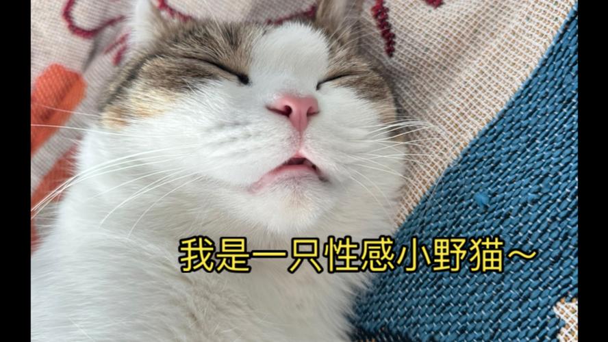 野猫在线