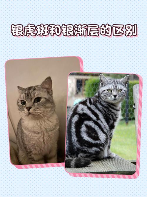 银虎斑和银渐层哪个贵