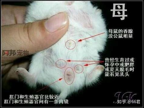 金丝熊一公一母必死一只吗